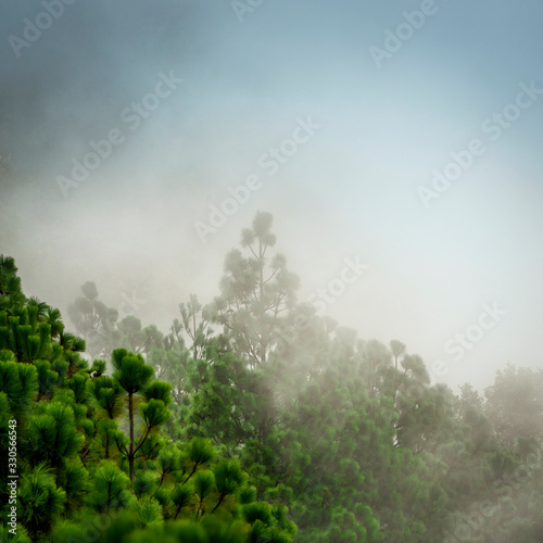 Forest landscape views with cloud and fog on the hiking trail up Acatenango volcano in Guatemala, Central America