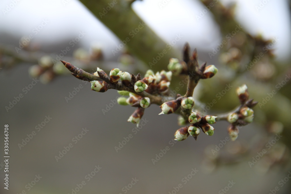 Budding branch of an mirabelle plums tree orchard Budding branch of an mirabelle plums tree orchard