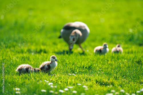 Egyptian Goslings with their Goose Mother on the background in a park in Meise Botanic Garden, Belgium © Ivan Yohan
