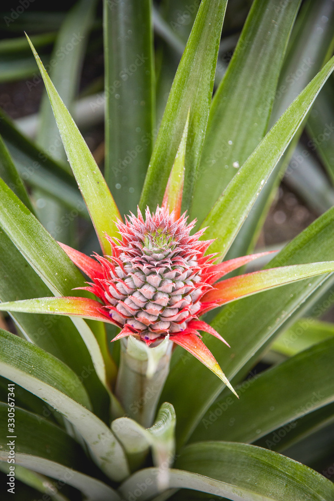 planta de la piña en su primera fase de crecimiento con colores rojos y ...