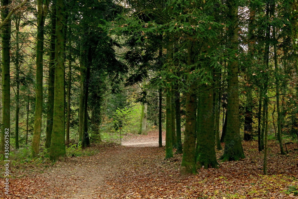 Fototapeta premium Forest Path