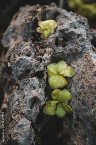 Mexican Carnivorous Plants: Pinguicula Ibarrae on a rock