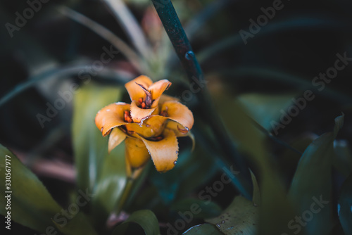 South American Native Exotic Orange Flowers: Dwarf Pineapple Plant (Ananas Nanus) photo