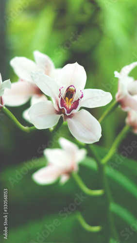 Architectural design in floral style. Interior decor mit white tropical flower in full bloom. Blurred effect