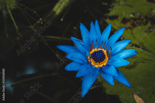 Blue Violet Flowers: Tropical Water Lily (Nymphaea 'Director George T. Moore') with yellow ring center photo