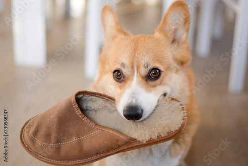 Canvas Print A red welsh corgi pembroke dog holding a wool slipper in mouth