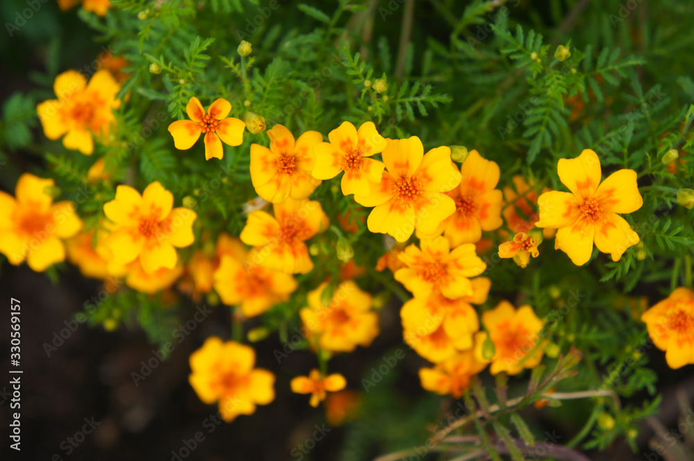 Many tagetes tenuifolia or golden marigold yellow and orange  flowers with green