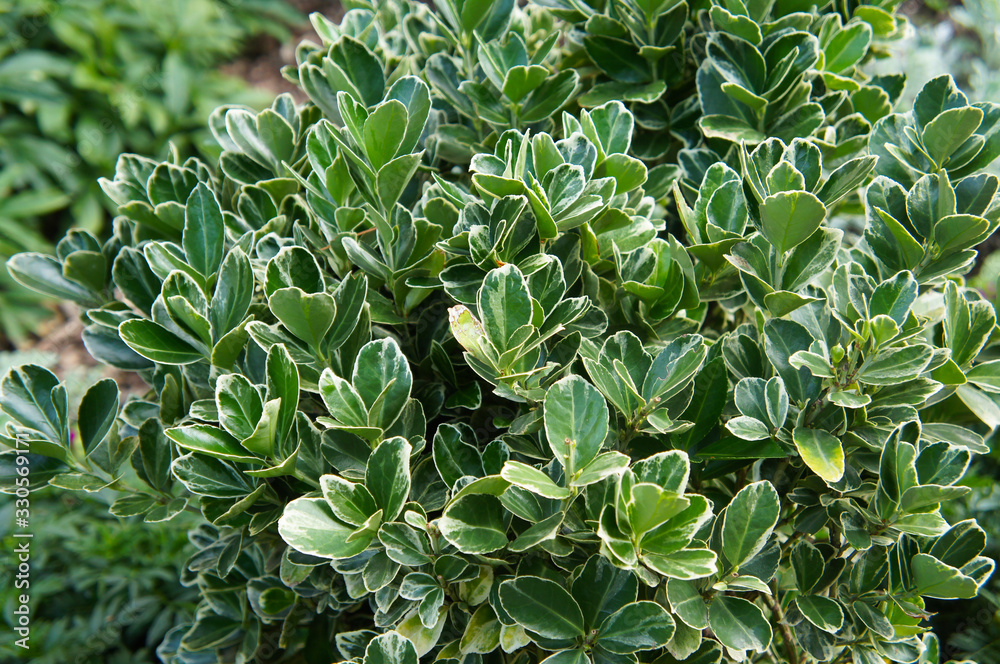 Obraz premium Euonymus japonicus or japanese euonymus green shrub 