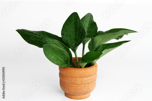 green plant in pot isolated on white