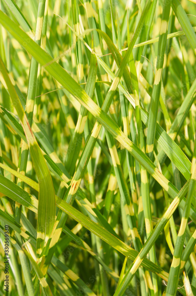 miscanthus sinensis zebrina or zebra grass green plant vertcial miscanthus sinensis zebrina or zebra grass green plant vertcial