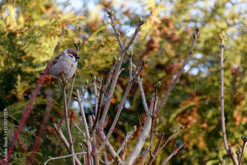 Eurasian tree sparrow (Passer montanus) on the branch