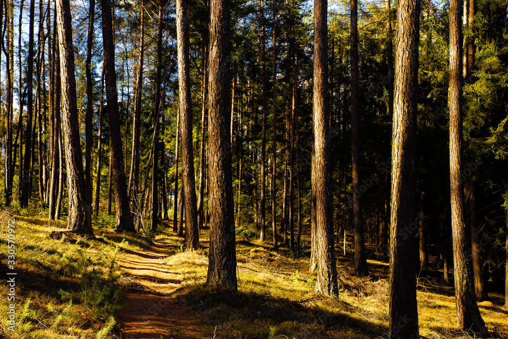 Fototapeta premium Sunlit forest trail lane, Italy nature.