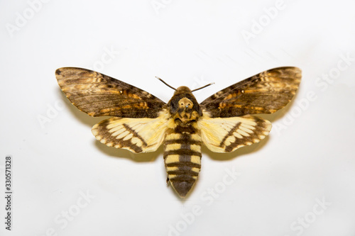 Beautiful bright butterfly Acherontia atropos with brown stripes similar to a bumblebee or bee isolated on a white background. The idea of the design concept with copy space to add text, Animals, inse