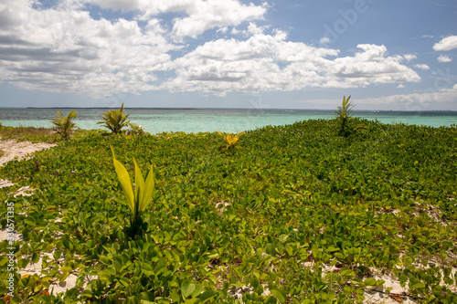 Plage soleil mer et île déserte. Palétuviers et mangrove