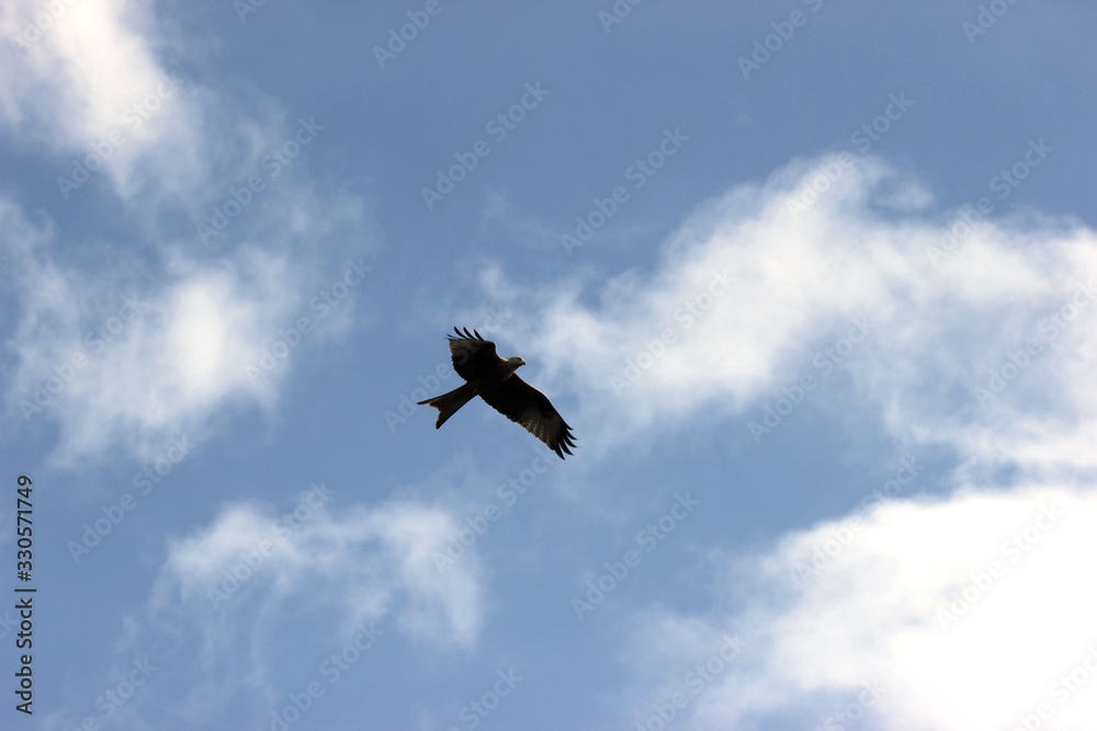 Fliegender Rotmilan (Milvus milvus)