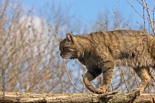 Männliche Wildkatze (Felis silvestris silvestris) photo