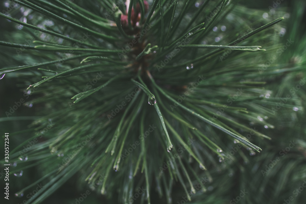 Obraz premium fir tree branch