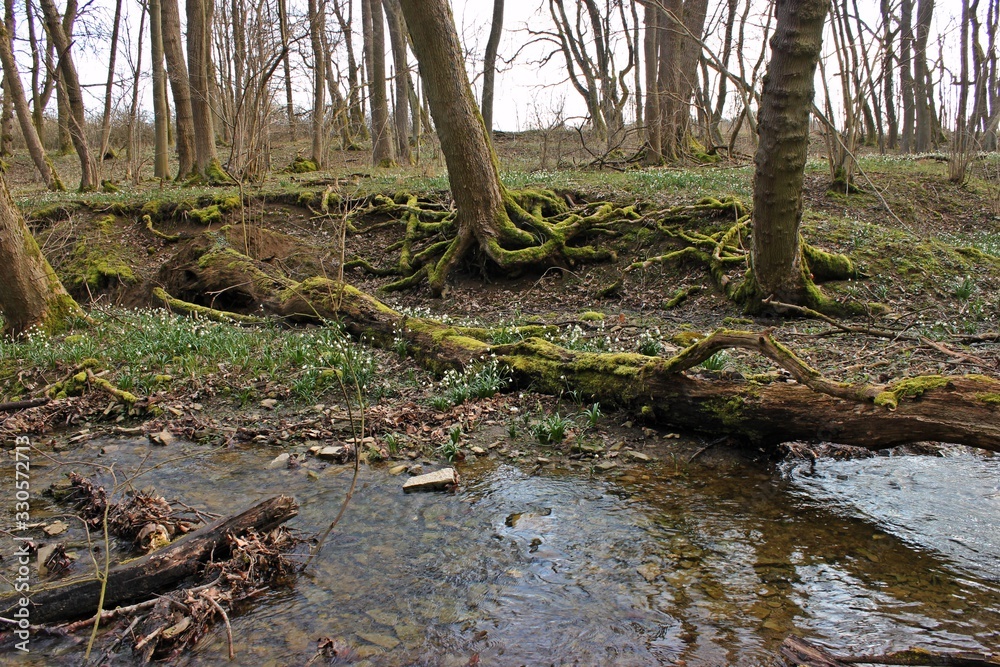 Blühende Märzenbecher (Leucojum vernum) im Nationalpark Hainich Blühende Märzenbecher (Leucojum vernum) im Nationalpark Hainich