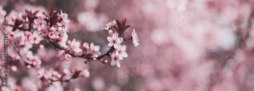 Pink spring blossoming branch wide background