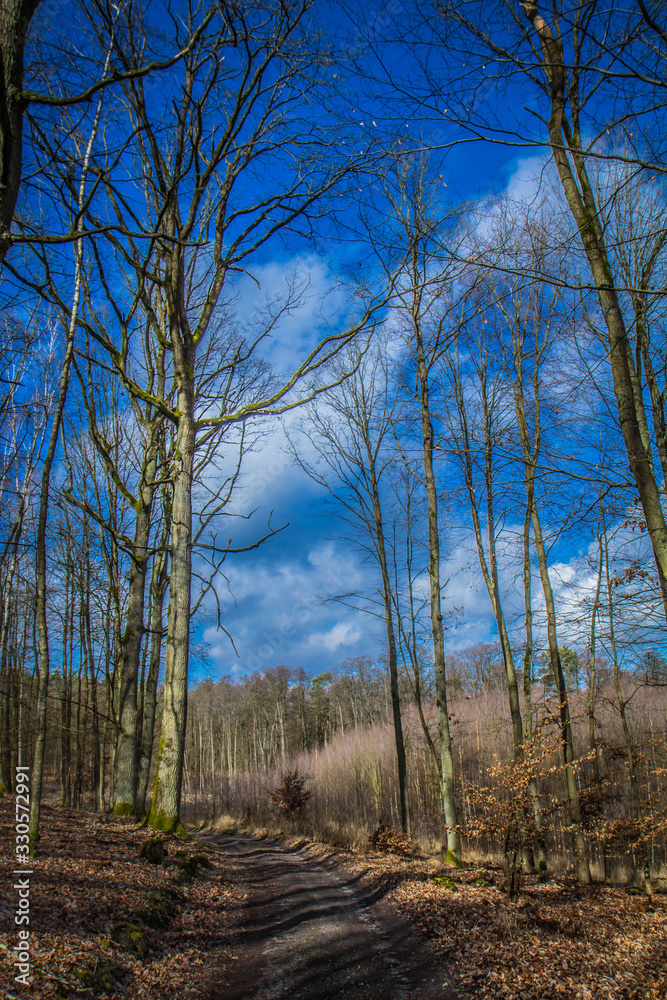 A dirt road crossing through a forest with blue sky above with some clouds A dirt road crossing through a forest with blue sky above with some clouds