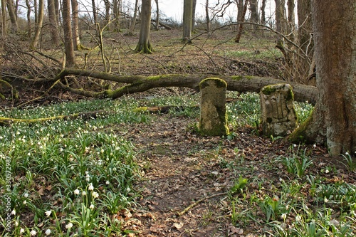 Historische Grenzsteine im Nationalpark Hainich