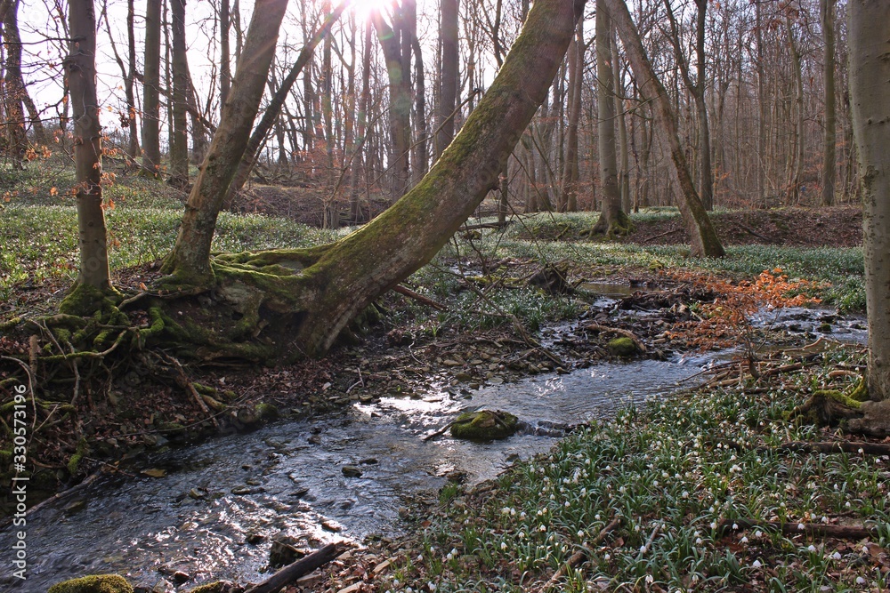 Blühende Märzenbecher (Leucojum vernum) im Nationalpark Hainich Blühende Märzenbecher (Leucojum vernum) im Nationalpark Hainich