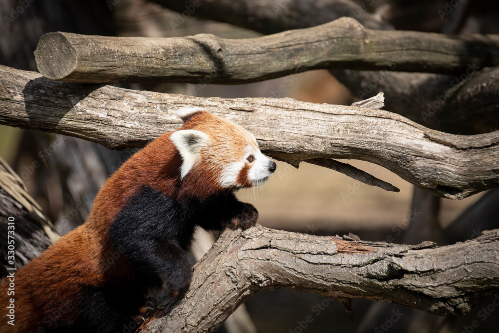 Fototapeta premium A cute Red Panda in the woods