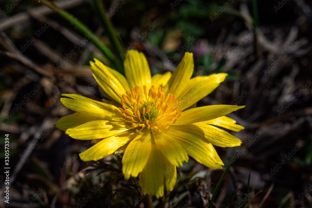Beautiful pictures of spring flowers. The first spring flowers. Early flowers. Adonis Vernalis. Beautiful pictures of spring flowers. The first spring flowers. Early flowers. Adonis Vernalis.