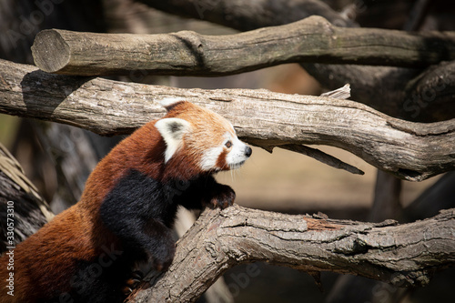 A cute Red Panda in the woods