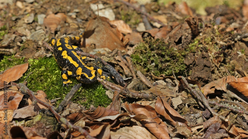 Feuersalamander (Salamandra salamandra) im Nationalpark Kellerwald Feuersalamander (Salamandra salamandra) im Nationalpark Kellerwald