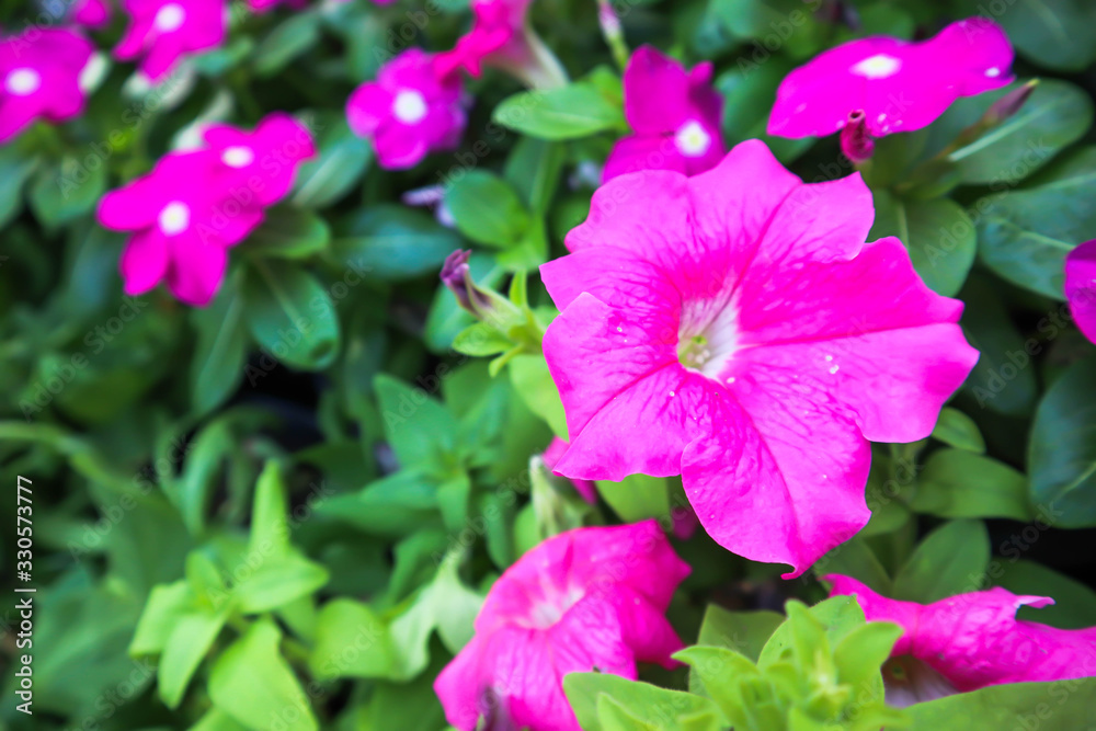 Pink morning glory flowers background.