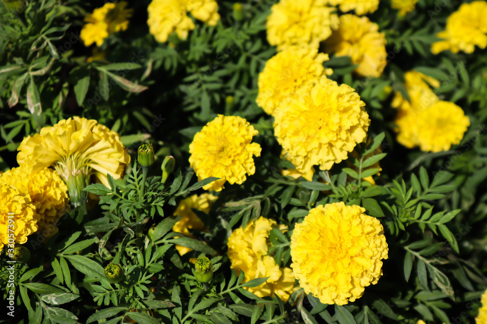 Marigold flowers so beautiful background. Marigold flowers so beautiful background.