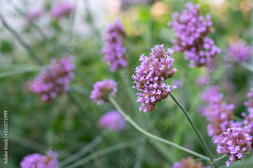 Close up view of blooming Verbena flowers in summertime. Traditional or alternative medicine herbs