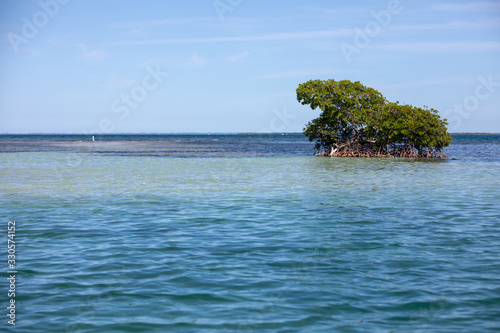 Plage soleil mer et île déserte. Palétuviers et mangrove