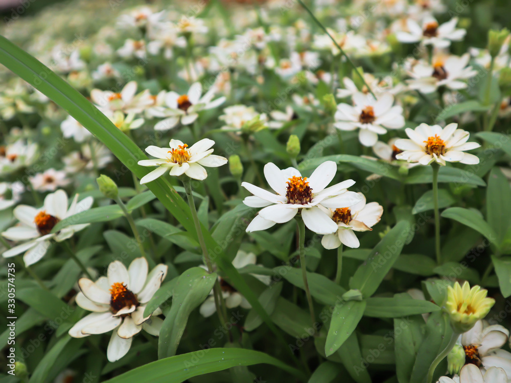 White flowers background.Soft dreamy image White flowers background.Soft dreamy image