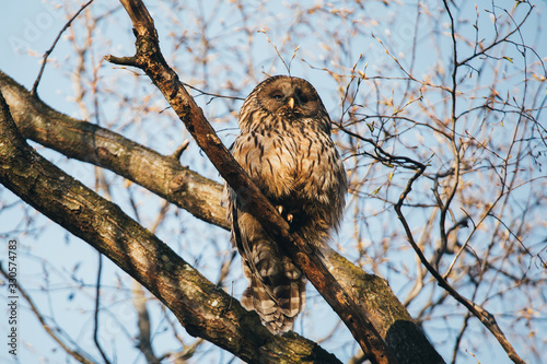 Ural Owl portrait in wild.