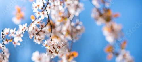 Spring season background with blossoming branches of a cherry tree and blue sky.