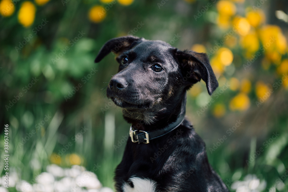 Cute black mix-breed dog relaxing on a meadow with flower.s 