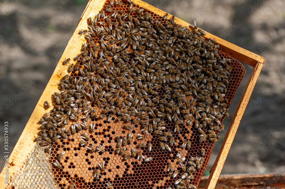 The beekeeper examines bees in honeycombs. The beekeeper examines bees in honeycombs.