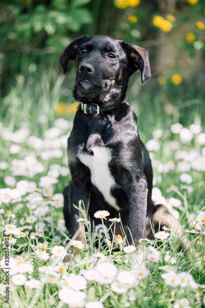Cute black mix-breed dog relaxing on a meadow with flower.s 