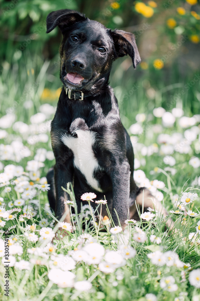 Cute black mix-breed dog relaxing on a meadow with flower.s 