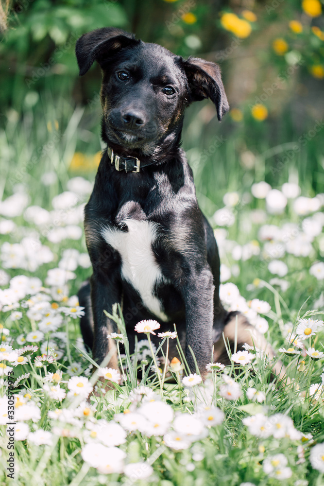 Cute black mix-breed dog relaxing on a meadow with flower.s Cute black mix-breed dog relaxing on a meadow with flower.s