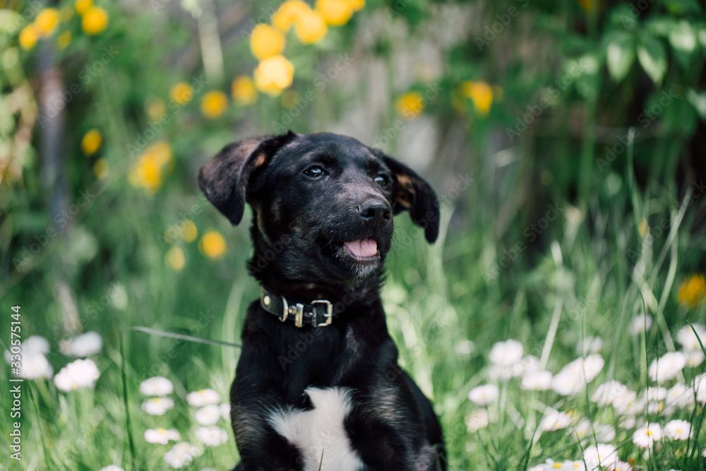 Cute black mix-breed dog relaxing on a meadow with flower.s Cute black mix-breed dog relaxing on a meadow with flower.s