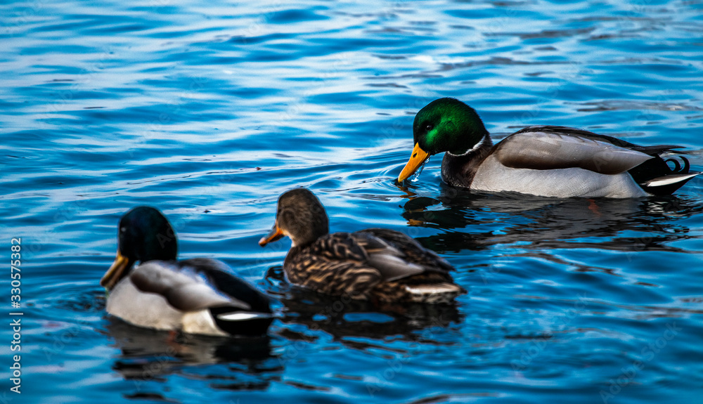 Three ducks swimming in lake on blue sky day Three ducks swimming in lake on blue sky day