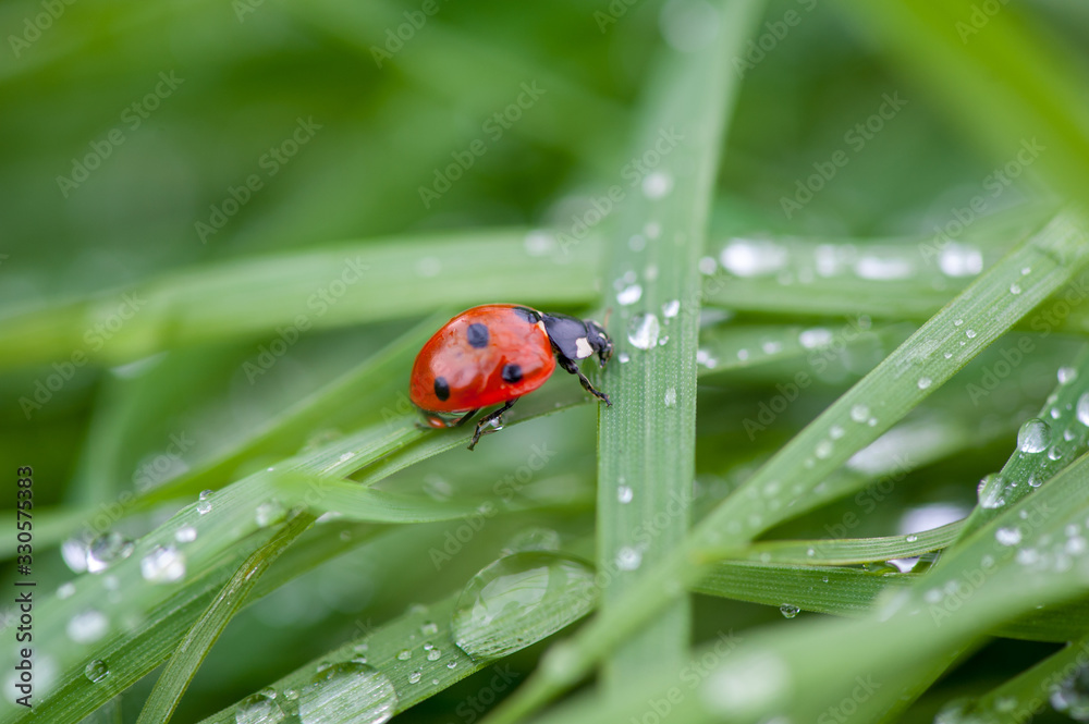 ladybug crawling on a green blade of grass ladybug crawling on a green blade of grass