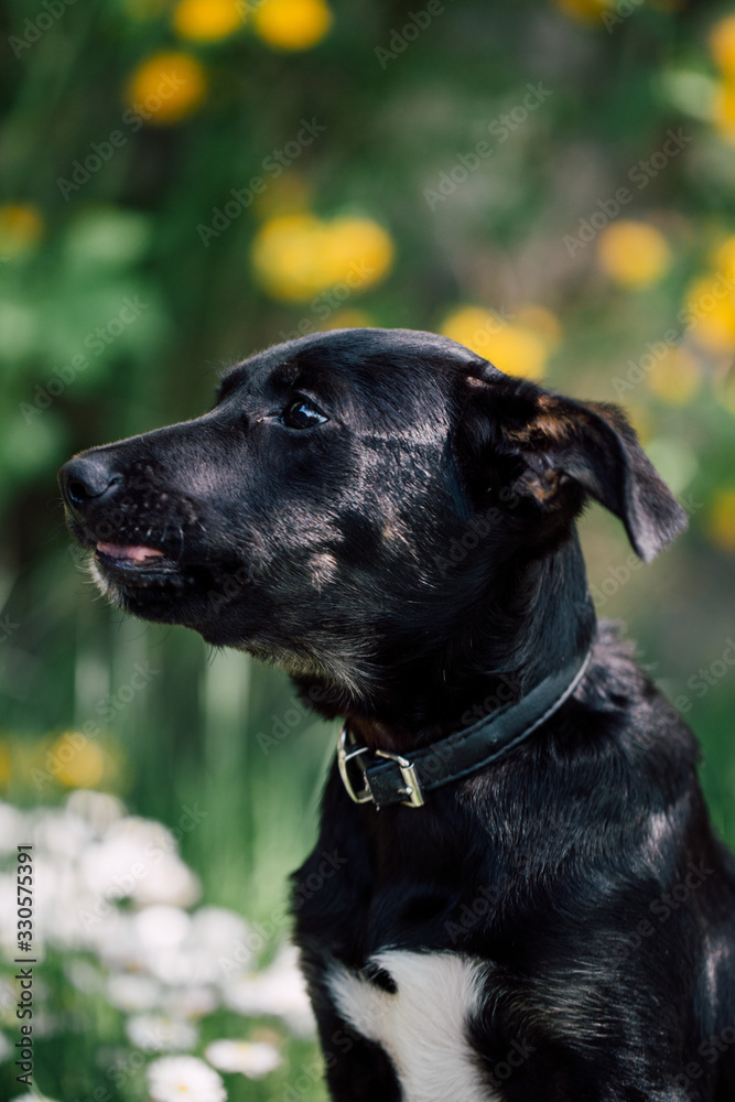 Cute black mix-breed dog relaxing on a meadow with flower.s Cute black mix-breed dog relaxing on a meadow with flower.s