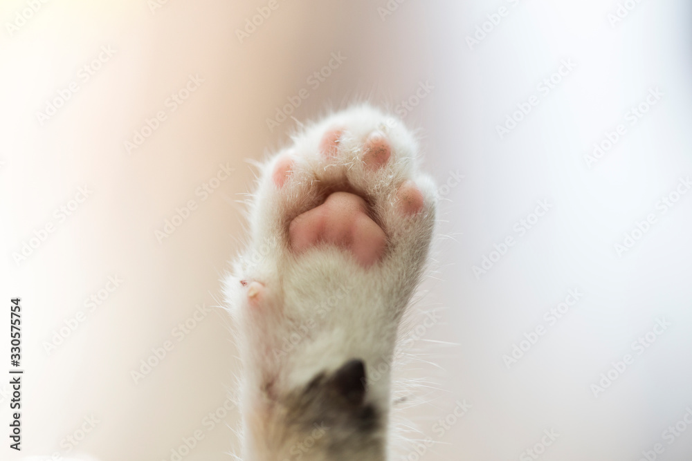 Tiny cat paws best sale