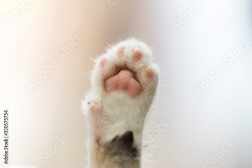 Closeup of a tiny cat paw.  photo