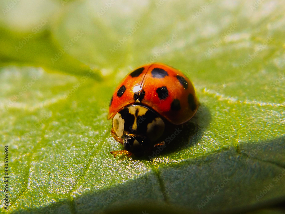 Obraz premium ladybug on green leaf