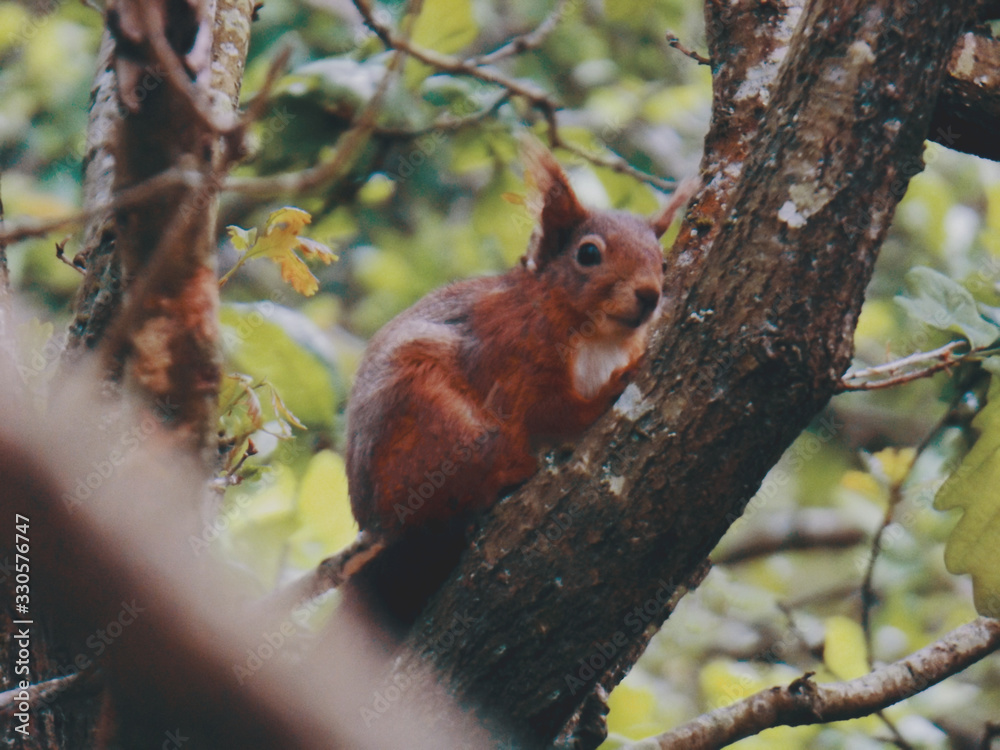 squirrel on a tree